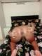 Foto privada de missdeatrans